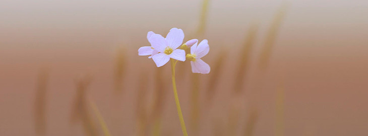 Massage/Energy Medicine And The Art Of Resting Deeply